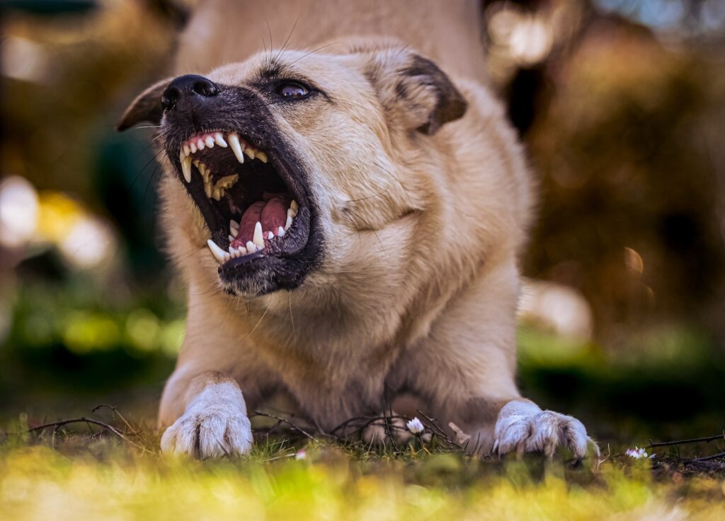 The Growth of Dog Bites